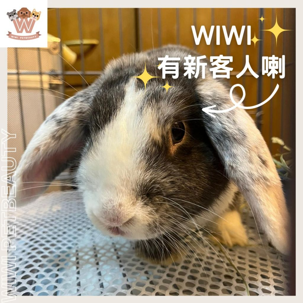wiwi.petbeauty - Professional 寵物 Shop in 香港島 | BookFun