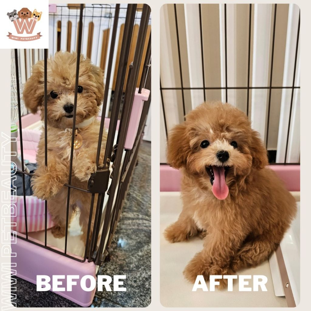 wiwi.petbeauty - Professional 寵物 Shop in 香港島 | BookFun