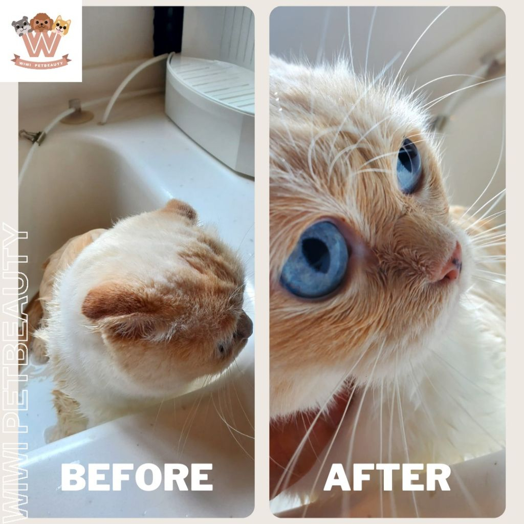 wiwi.petbeauty - Professional 寵物 Shop in 香港島 | BookFun