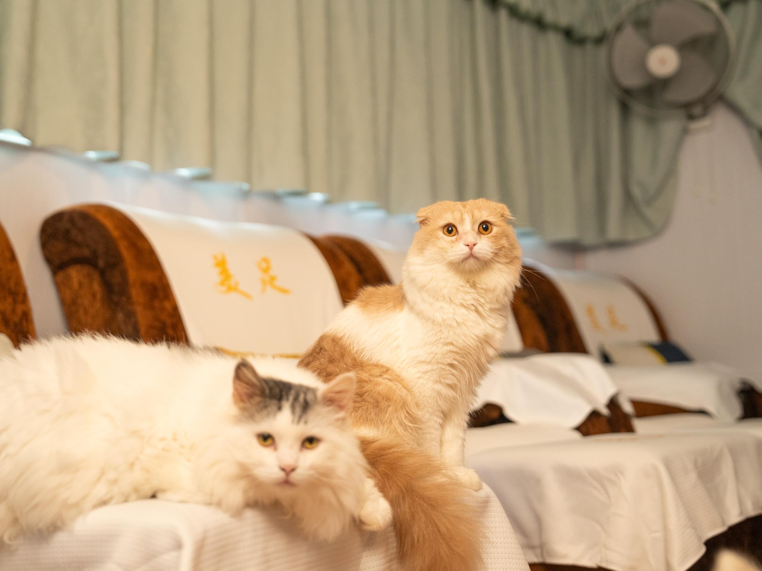 九龍 按摩 | 美足 - 旺角按摩 - 專業服務 | BookFun