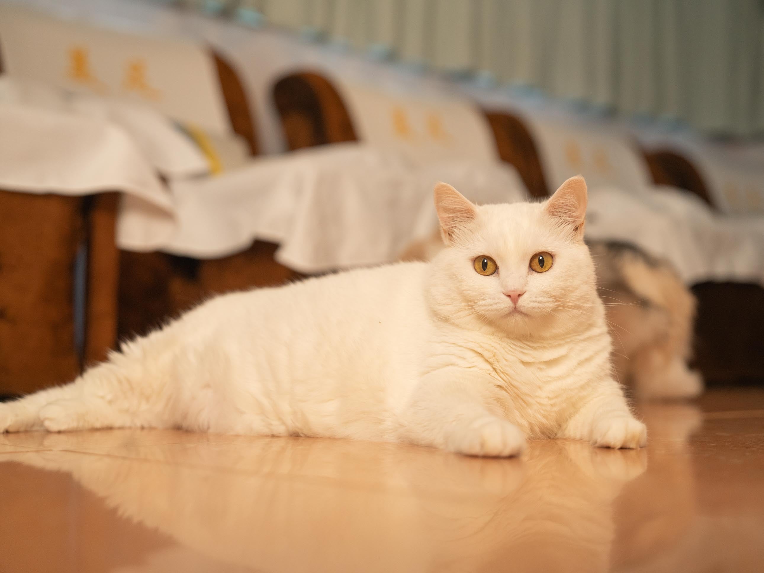 九龍 按摩 | 美足 - 旺角按摩 - 專業服務 | BookFun